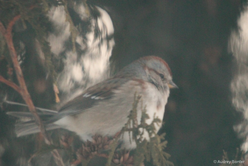 Winter Birds