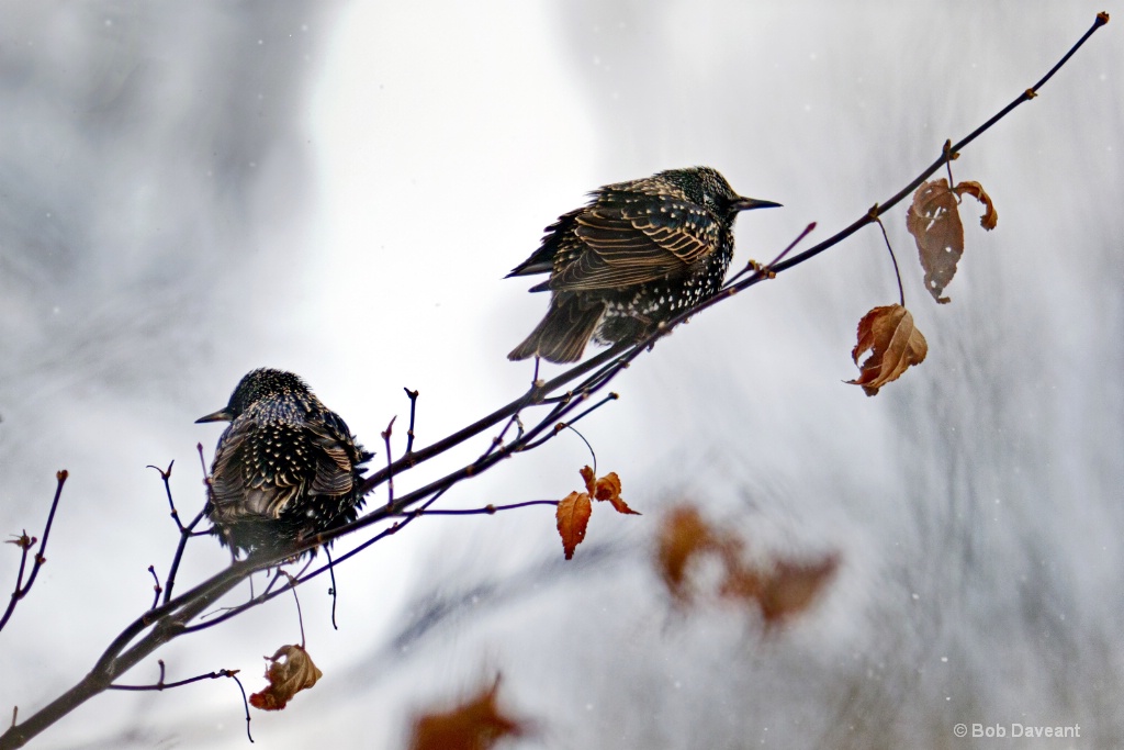 Two Starlings