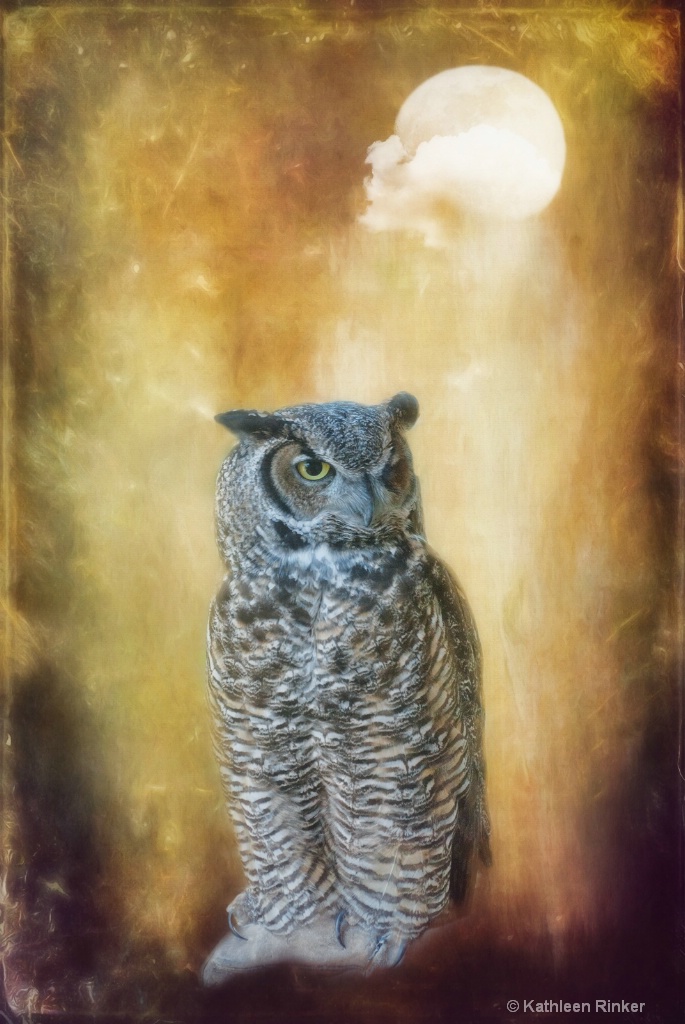 owl 