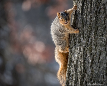 You’re Not GettingMy Nut!