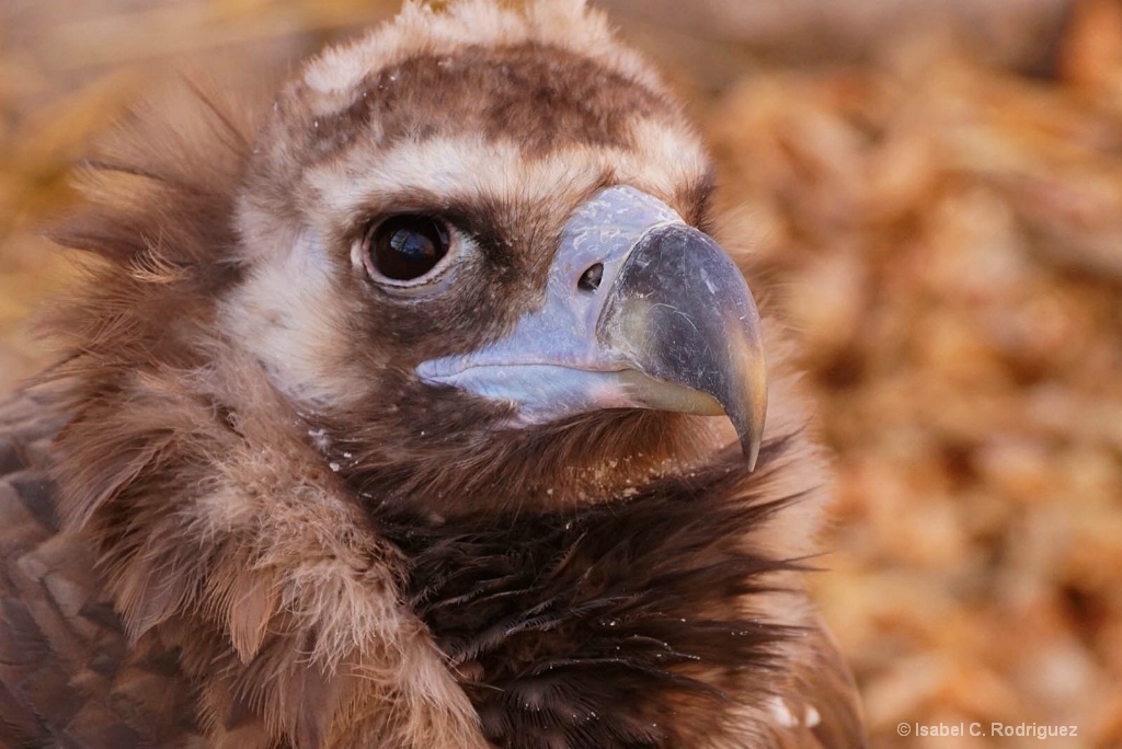 Cinereous Vulture Faces (C)