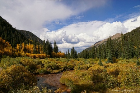 Guanella Fall Forest