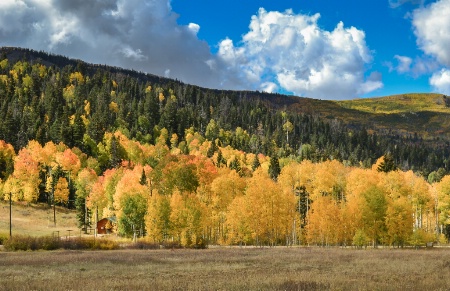 Foliage in color