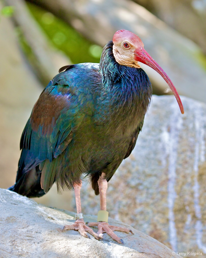 Southern Bald Ibis  - ID: 15510750 © Terry Korpela