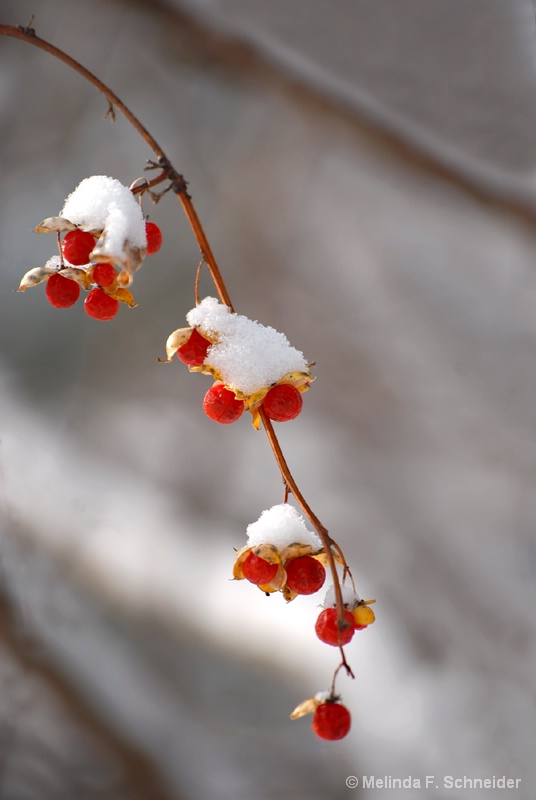 Winter Berries