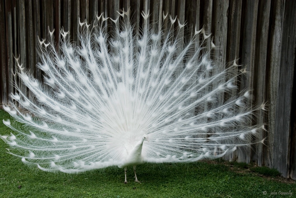 White Peacock