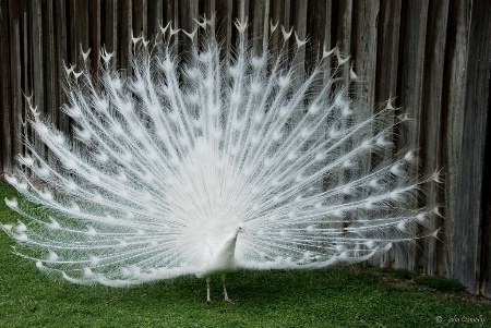 White Peacock