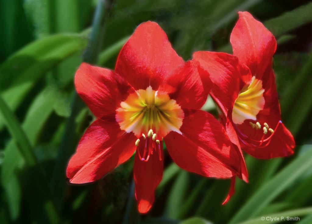 Red and Yellow Flower