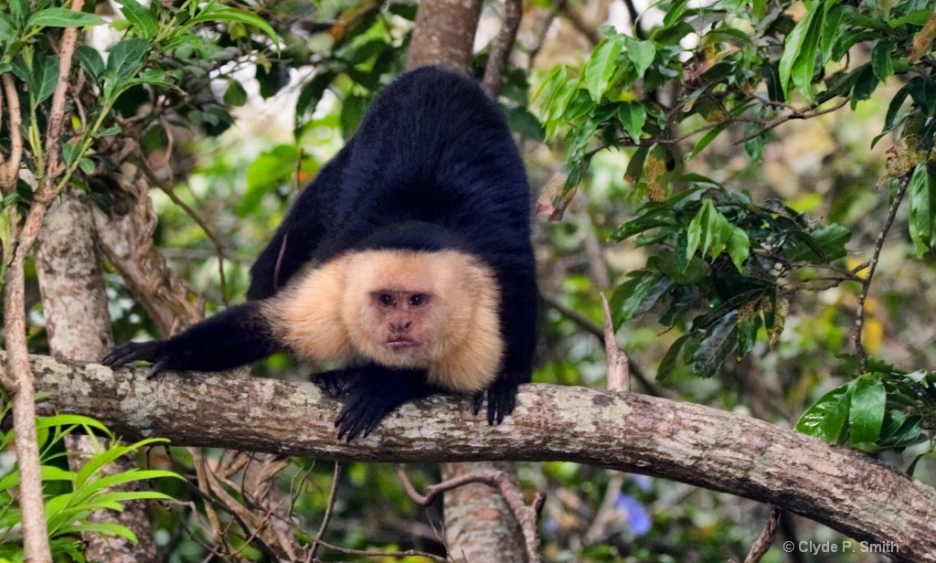 Wild Capuchin Monkey - ID: 15511015 © Clyde Smith
