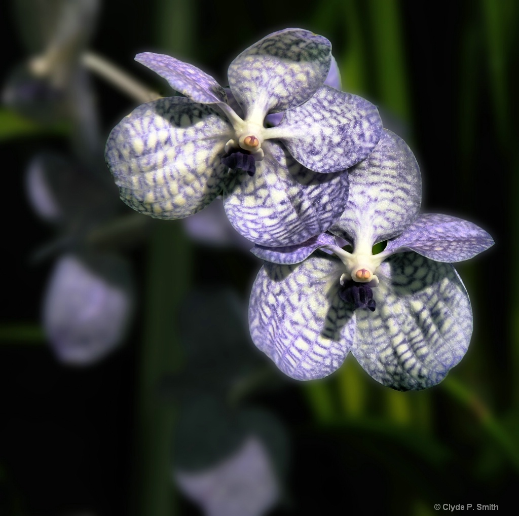 Blue Vanda Orchid - ID: 15511024 © Clyde Smith