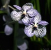 Blue Vanda Orchid
