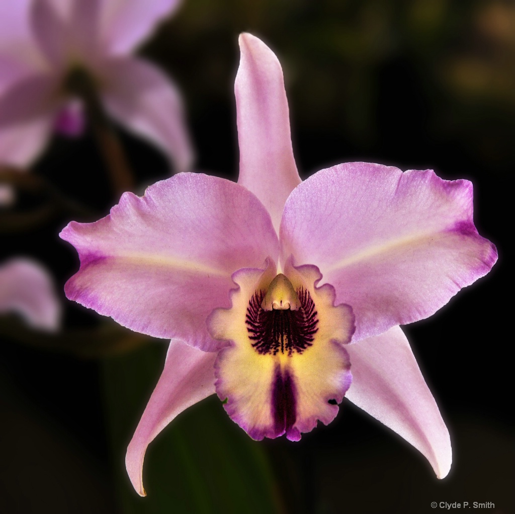 Ultra Violet Orchid