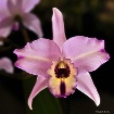 Ultra Violet Orch...