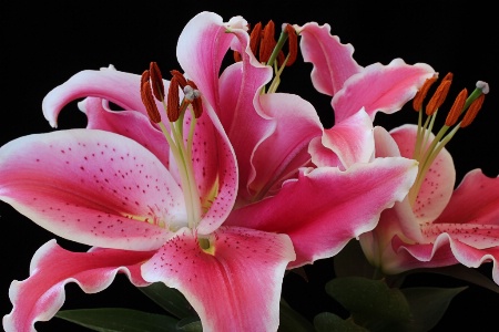 Pink Lilies