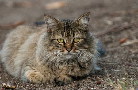 Feral Cat