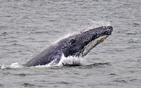 Humpback Chin Slap  