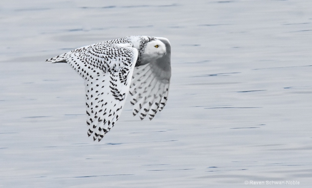 Snowy Owl - ID: 15511152 © Raven Schwan-Noble