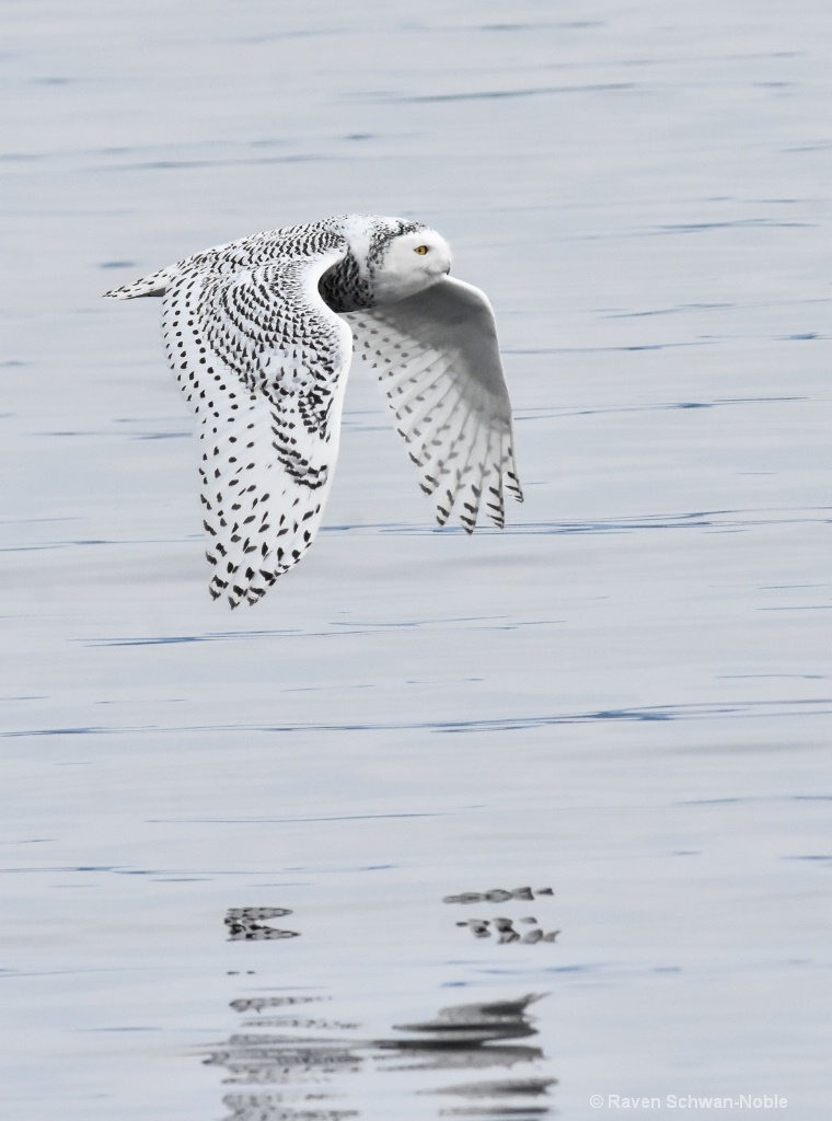 Reflections  Snowy Owl - ID: 15511153 © Raven Schwan-Noble