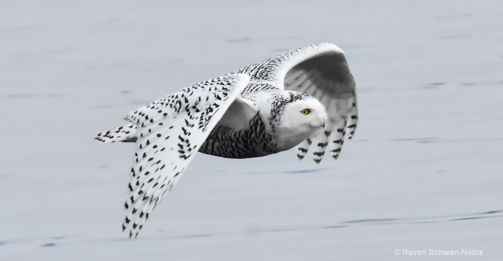 Flight of a Snowy Owl - ID: 15511154 © Raven Schwan-Noble