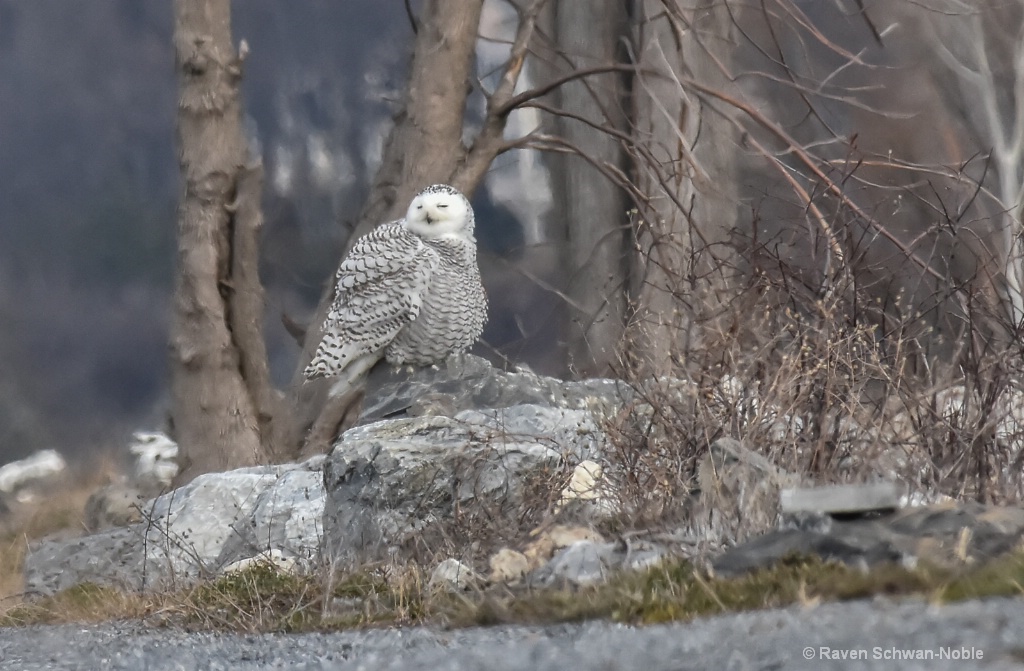Young Snowy Owl - ID: 15511155 © Raven Schwan-Noble