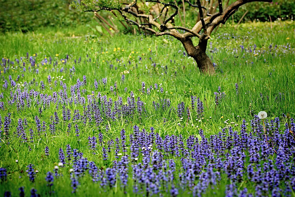 Blue Field