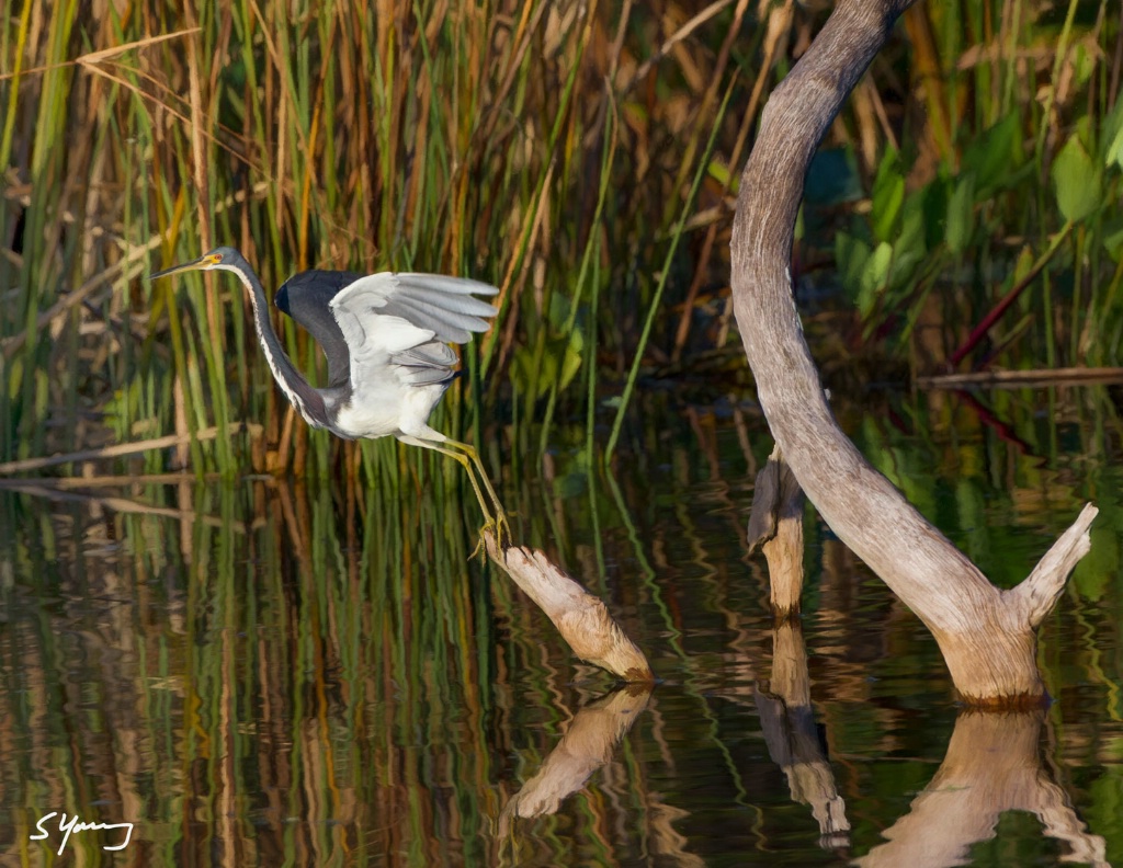 Tricolored Heron Takeoff; Delray, FL - ID: 15511277 © Richard S. Young
