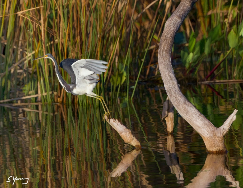 Tricolored Heron Takeoff; Delray, FL