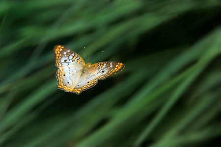 Peacock Butterfly in Flight