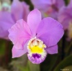 Lavender Orchid 