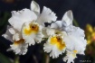 Yellow and White ...