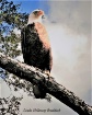 Backyard Eagle