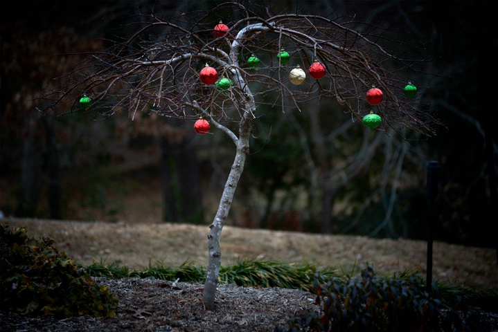 The Christmas Tree - ID: 15511864 © Viveca Venegas