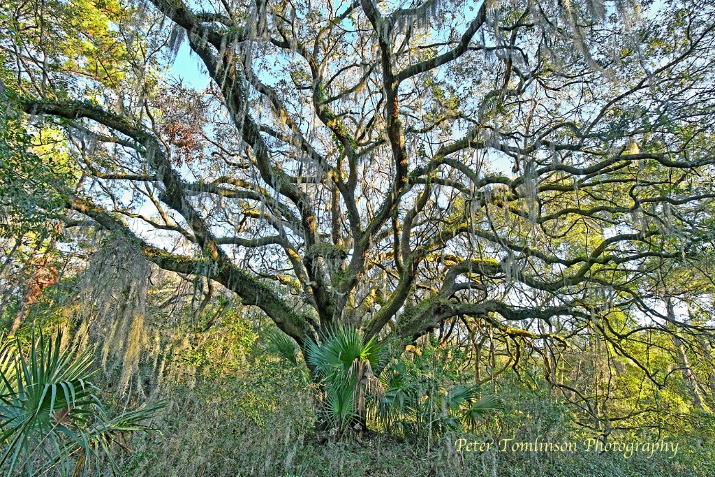 Tree, Harris Neck NWR