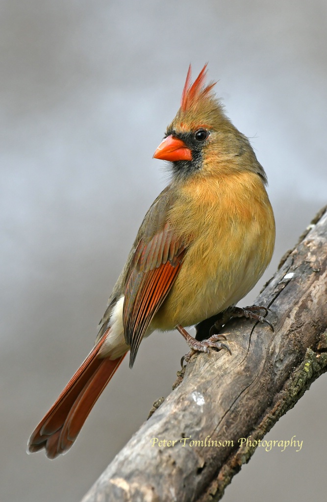 Female Cardinal