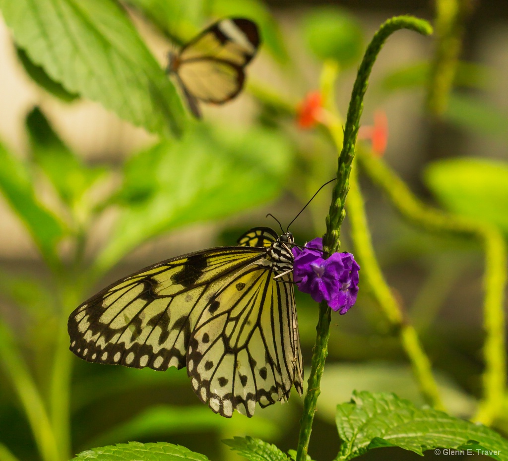 The Butterfly Garden