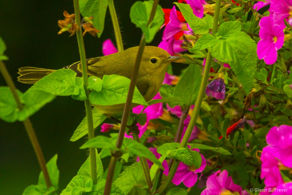 In the Petunias 