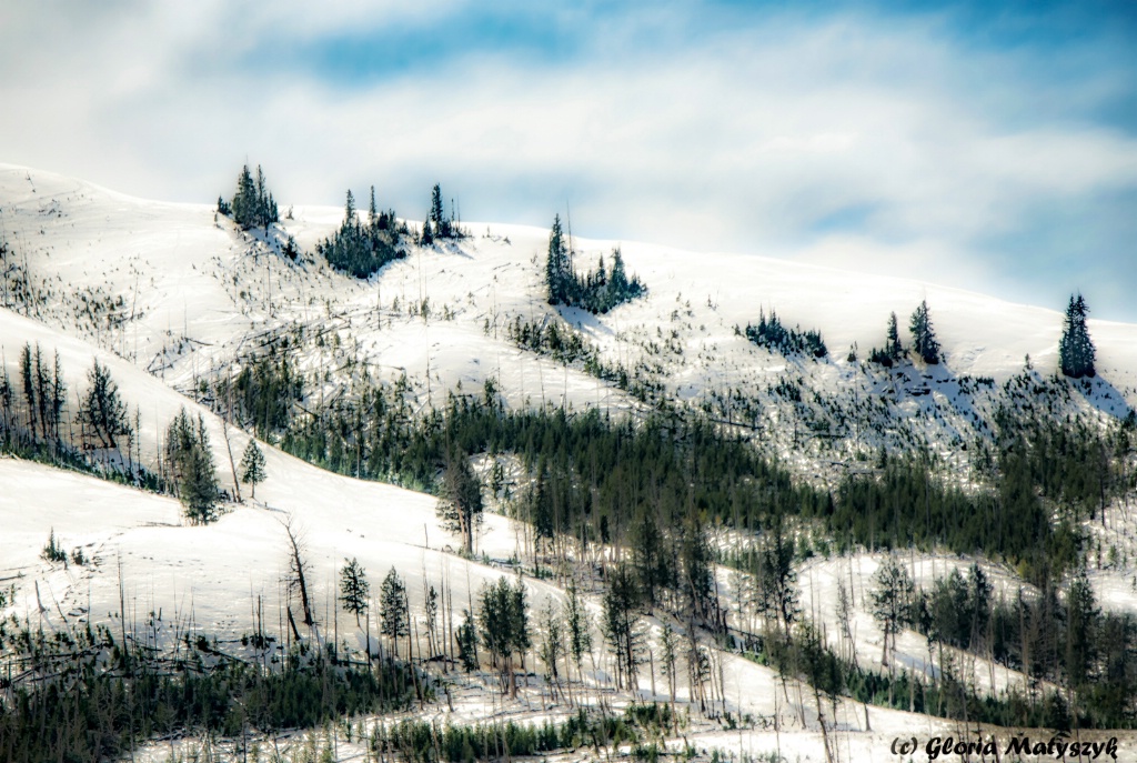 Yellowstone snow, trees and hills - ID: 15512077 © Gloria Matyszyk