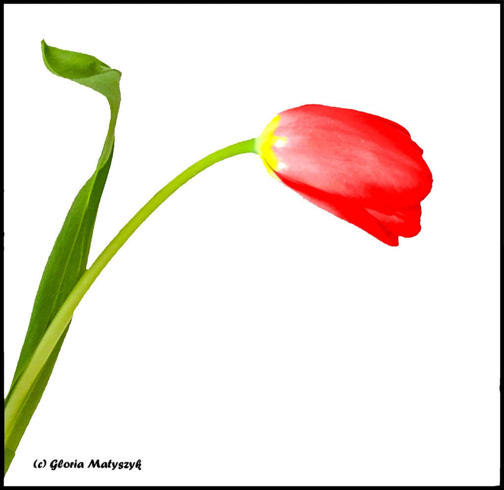Spring Tulip - ID: 15512078 © Gloria Matyszyk