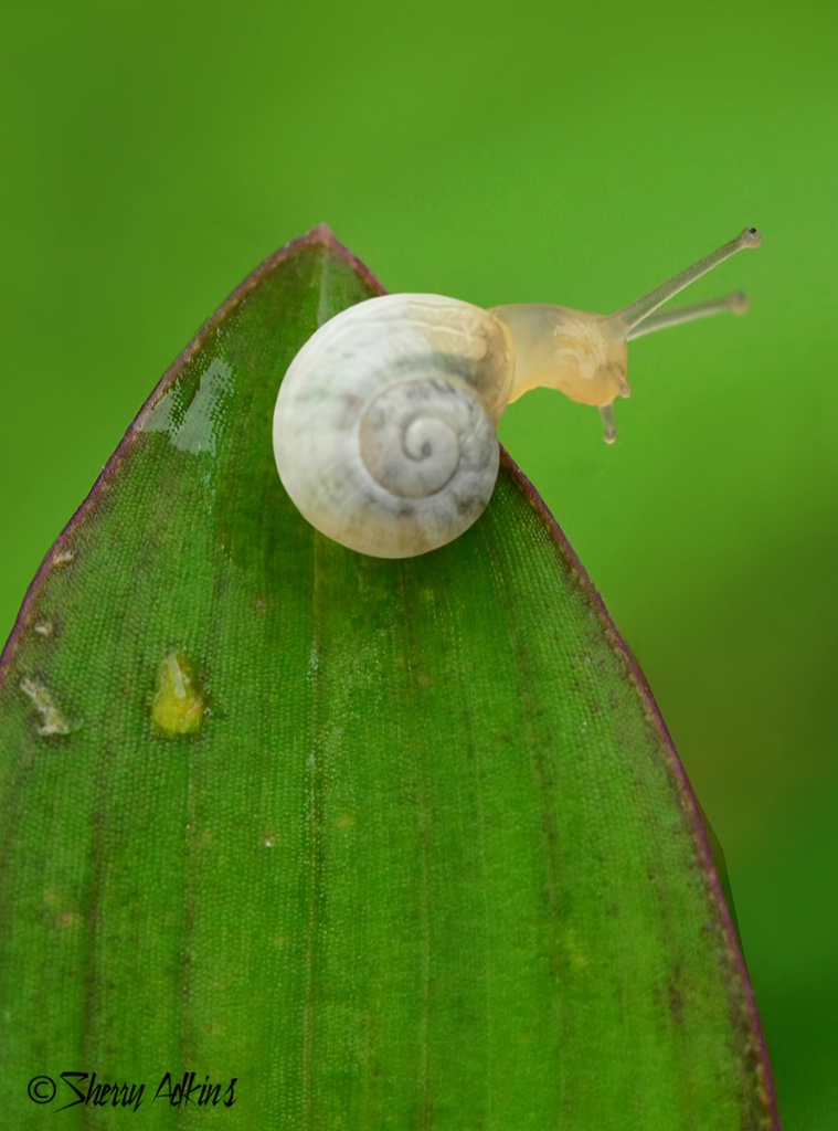 Tiny Snail - ID: 15512085 © Sherry Karr Adkins