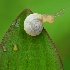 2Tiny Snail - ID: 15512085 © Sherry Karr Adkins