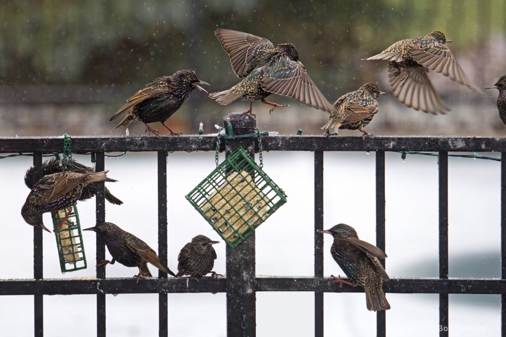 Attack of the Starlings