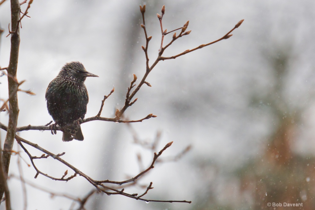 Starling