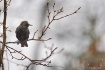 Starling