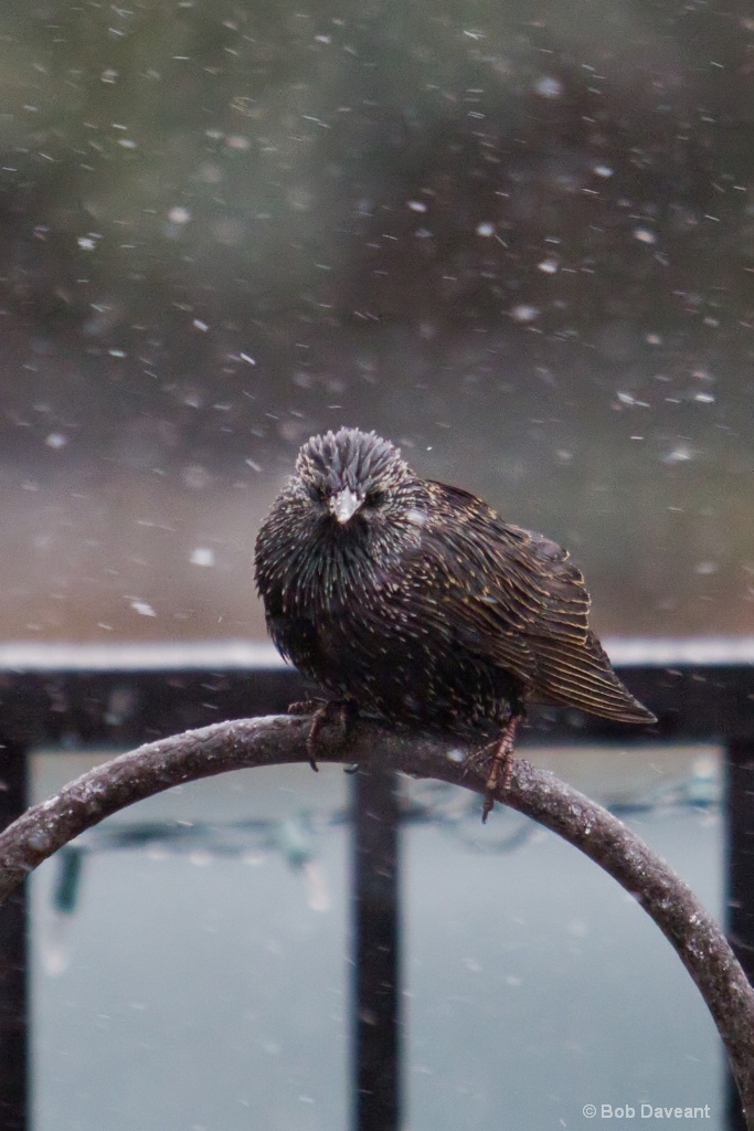 Cold Starling