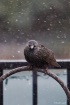 Cold Starling