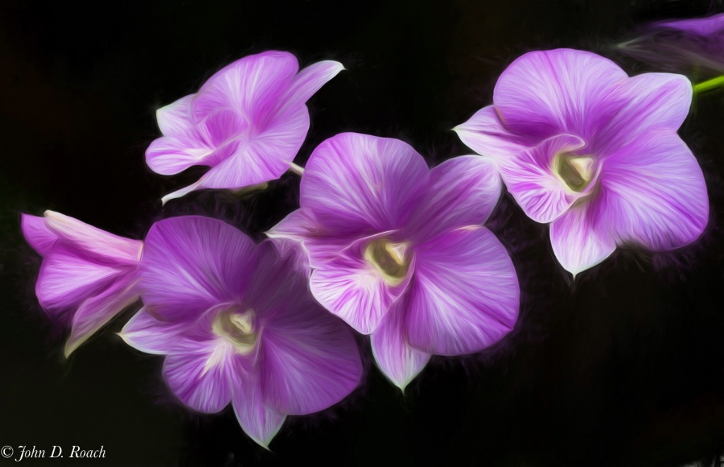 The Violet Orchids - ID: 15512127 © John D. Roach