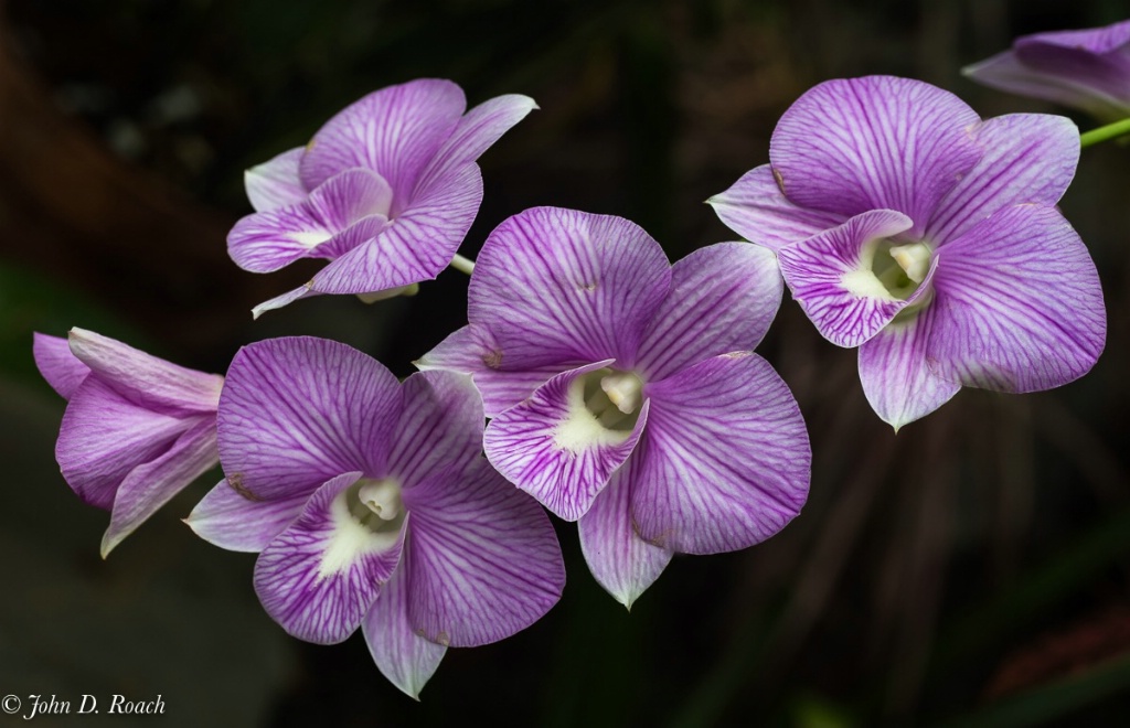 Violet Orchids - ID: 15512128 © John D. Roach