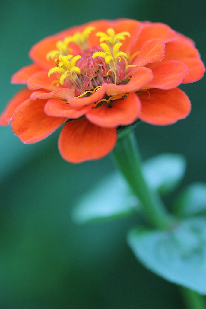 Orange Zinnia