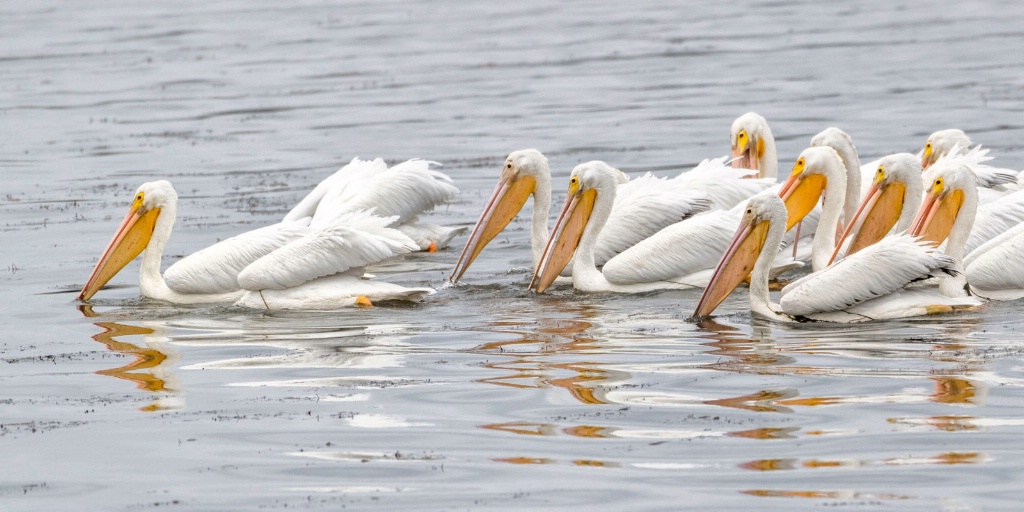 American White Pelican