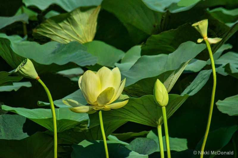 Lotus Quartet